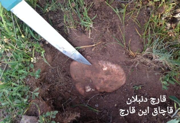 کشف 16تن قارچ کمیاب قاچاق در گمرک سرو